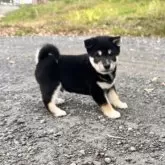柴犬(標準サイズ)【北海道・男の子・2025年8月16日・黒】の写真4