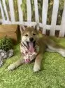 柴犬(標準サイズ)【北海道・女の子・2025年5月8日・赤】の写真4