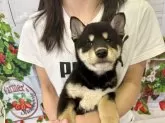 柴犬(標準サイズ)【北海道・女の子・2025年2月7日・黒】の写真5