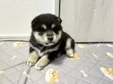 柴犬(標準サイズ)【北海道・女の子・2024年11月22日・黒】の写真5