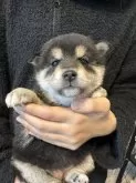 柴犬(標準サイズ)【北海道・女の子・2024年11月22日・黒】の写真6