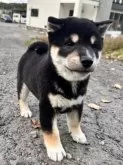 柴犬(標準サイズ)【北海道・男の子・2025年8月16日・黒】の写真6