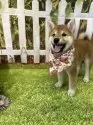 柴犬(標準サイズ)【北海道・女の子・2025年5月8日・赤】の写真6
