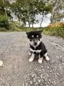 柴犬(標準サイズ)【北海道・男の子・2025年8月16日・黒】の写真8