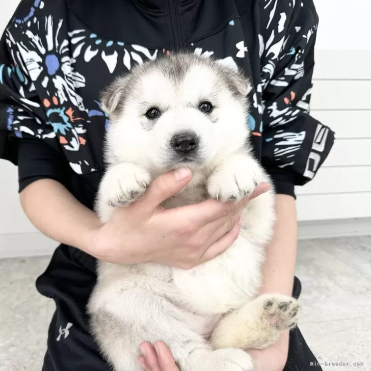 ID：2401-04516の子犬