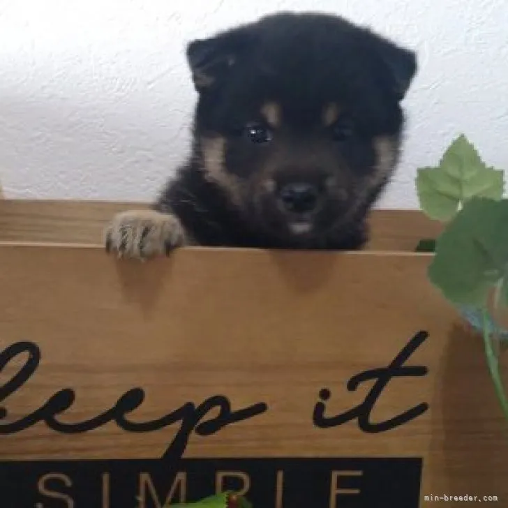 ID：2307-01121の子犬