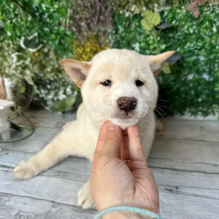 T.Ｉ 様のお迎えした子犬