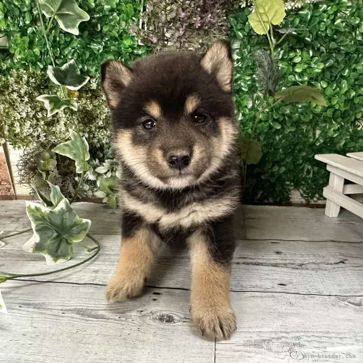 N.H 様のお迎えした子犬