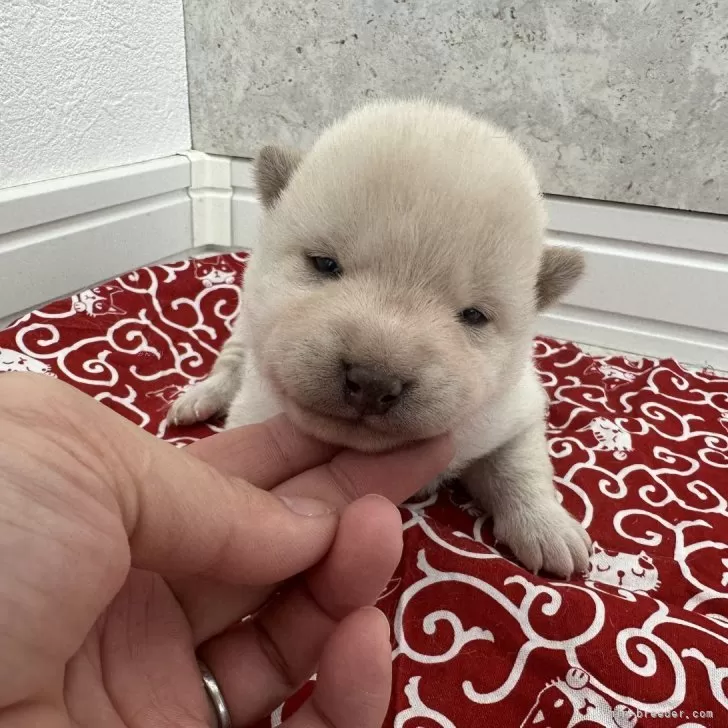 ID：2403-02860の子犬