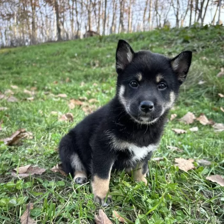 R.S 様のお迎えした子犬