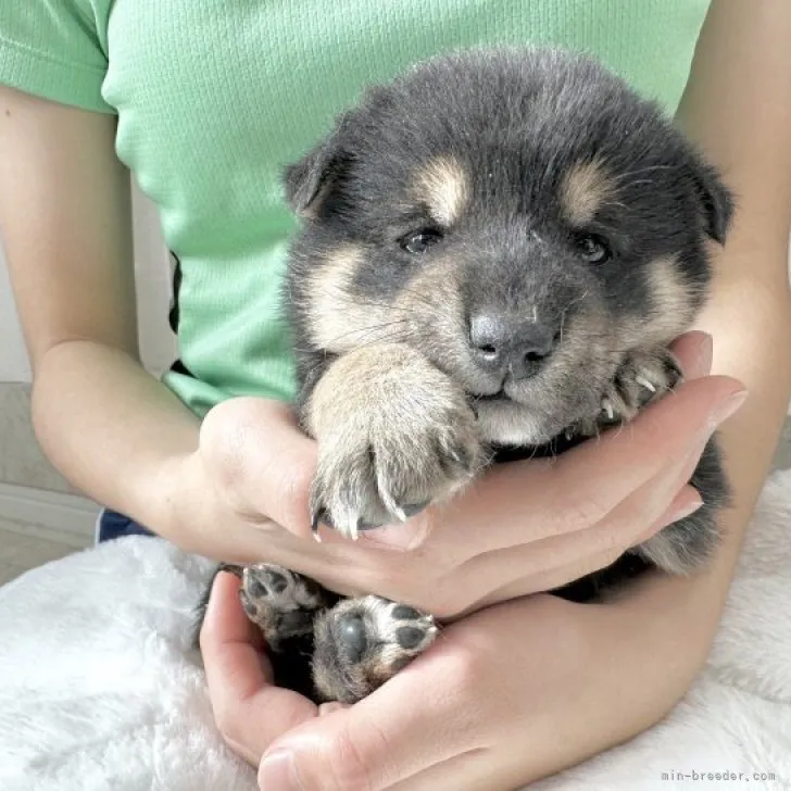 ID：2311-05956の子犬
