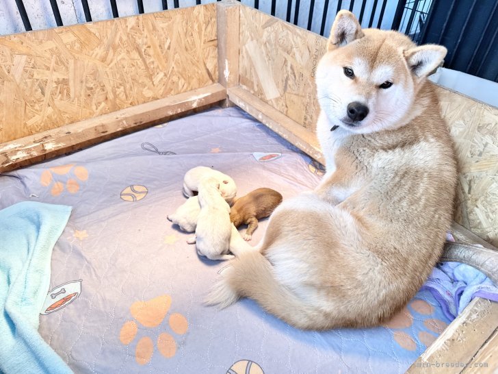 柴犬(標準サイズ)【・女の子・2022年12月5日・赤】