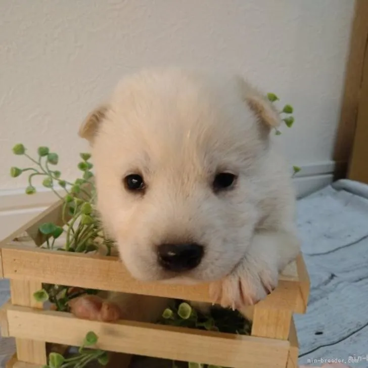 ID：2206-00319の子犬
