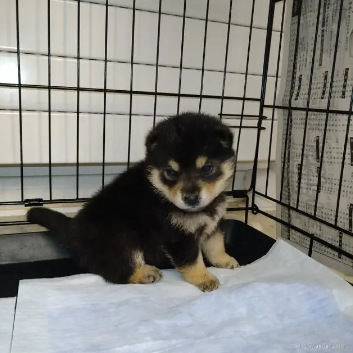 ID：2211-01901の子犬