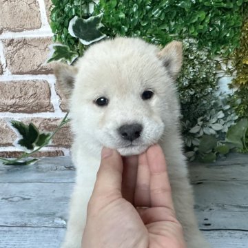 柴犬(標準サイズ)【北海道・男の子・2024年2月27日・白】の写真「大人気白柴！」