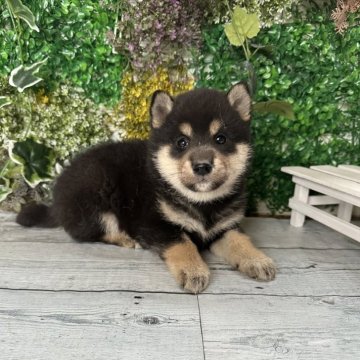 柴犬(標準サイズ)【北海道・女の子・2024年2月27日・黒】の写真「大人気黒柴女の子！」