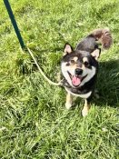 柴犬【・男の子・2022年3月26日・黒】