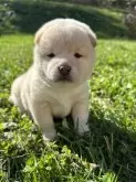 柴犬(標準サイズ)【北海道・女の子・2024年9月23日・白】の写真3