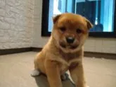 柴犬(標準サイズ)【北海道・女の子・2022年1月10日・赤】の写真3