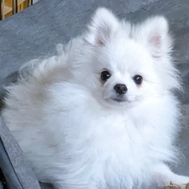 ID:2506-01518の子犬