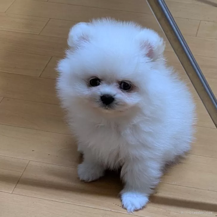 ID：2510-06807の子犬