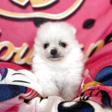 ポメラニアン【青森県・男の子・2025年9月8日・クリーム&ホワイト】の写真「可愛い男の子です✨」