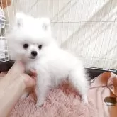 ポメラニアン