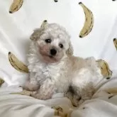 トイプードル(トイ)【青森県・女の子・2025年8月11日・ホワイト】の写真2