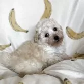 トイプードル(トイ)【青森県・女の子・2025年8月11日・ホワイト】の写真3