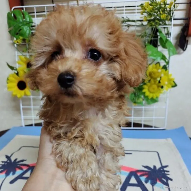 313 様のお迎えした子犬