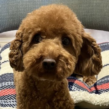 トイプードル(トイ)【大阪府・女の子・2024年3月9日・レッド】の写真「まるまる、ふさふさ、しっかり目　」