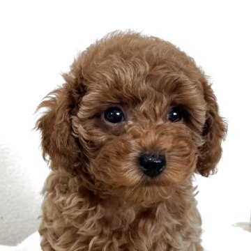 トイプードル(トイ)【大阪府・男の子・2024年11月17日・レッド】の写真「まるまる　ふさふさ　しっかり目！」