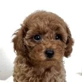 トイプードル(トイ)【大阪府・男の子・2024年11月17日・レッド】の写真1