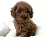 トイプードル(トイ)【大阪府・男の子・2024年11月17日・レッド】の写真2