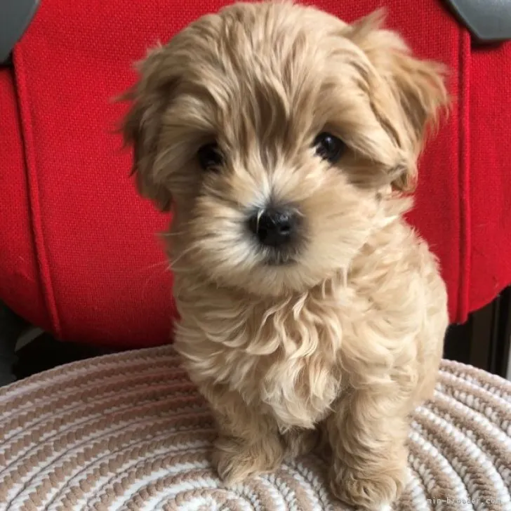 ID：2303-00544の子犬
