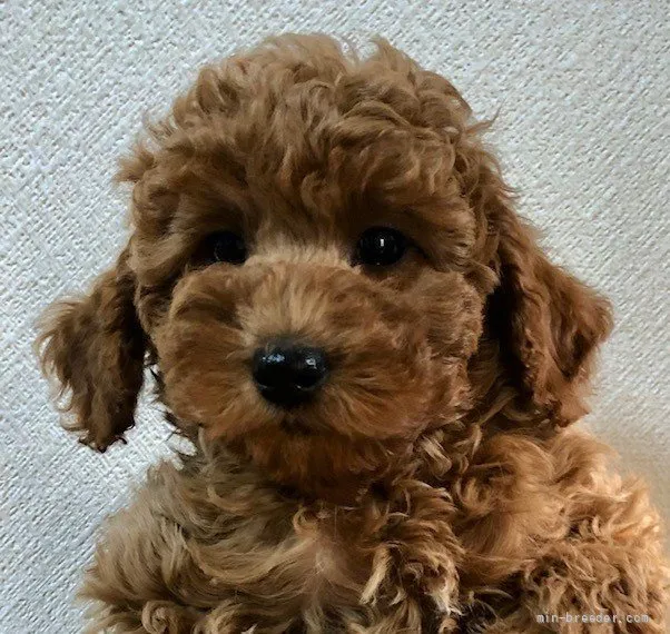 ぴぃ 様のお迎えした子犬