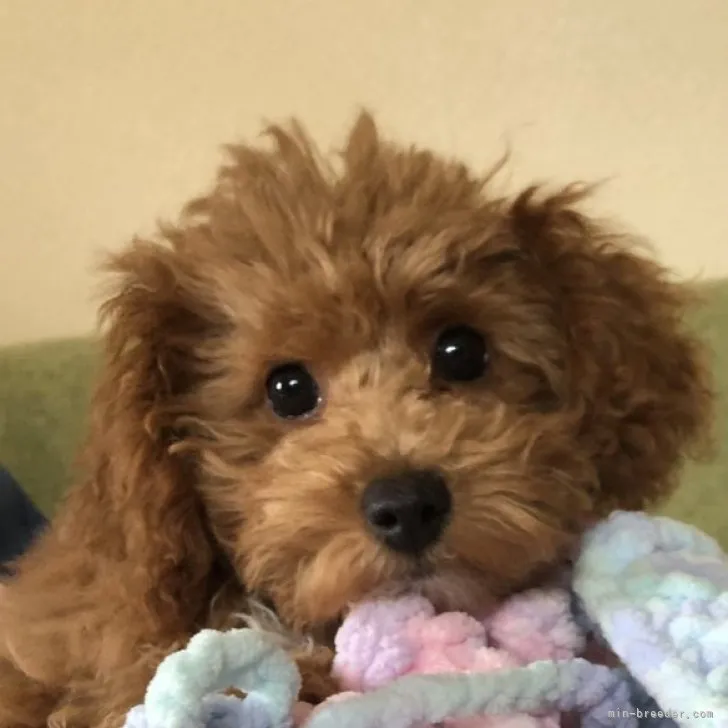 ID:2303-02004の子犬