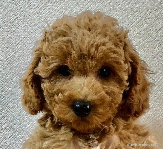I.M 様のお迎えした子犬