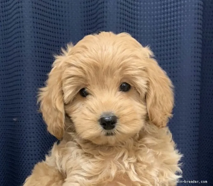 M.M 様のお迎えした子犬