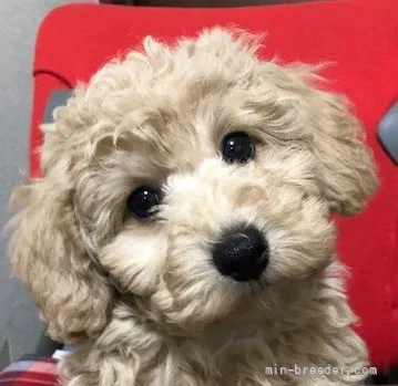 Y.M 様のお迎えした子犬