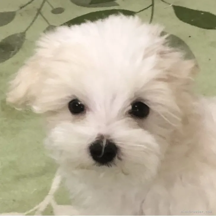 ID:2309-03468の子犬