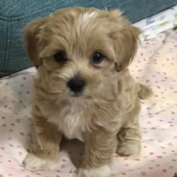 ミックス(マルチーズ×トイプードル)【大阪府・男の子・2023年7月15日・アプリコット系】の写真「小ぶりでまるまる、ふさふさ、しっかり目」