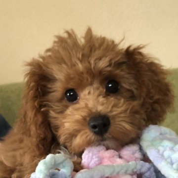 トイプードル(トイ)【大阪府・男の子・2023年1月18日・レッド】の写真「小ぶりでまるまる、ふさふさ、しっかり目」