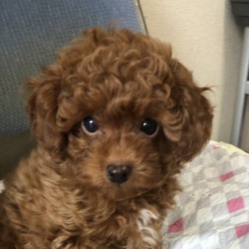 トイプードル(タイニー)【大阪府・男の子・2023年8月5日・レッド】の写真「まるまる、ふさふさ、しっかり目　」
