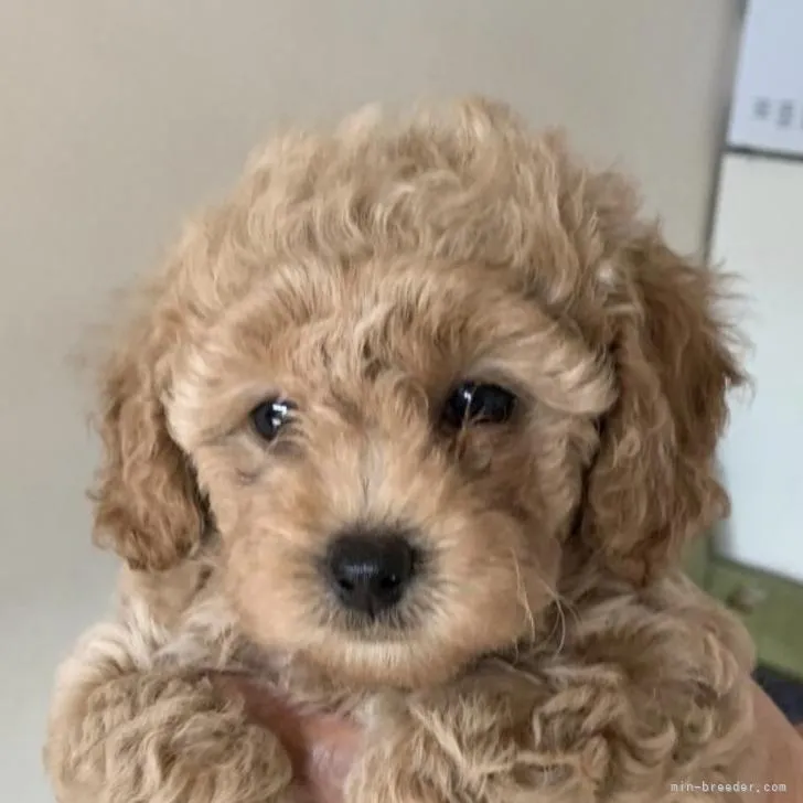 N.N 様のお迎えした子犬