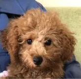 トイプードル(トイ)【大阪府・男の子・2023年1月18日・レッド】の写真4