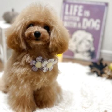 トイプードル(ティーカップ)【宮崎県・男の子・2025年2月10日・アプリコット】の写真「毛量抜群ꯁꯧ
お顔もとびきり可愛い男の子です。」