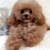 ティーカッププードル