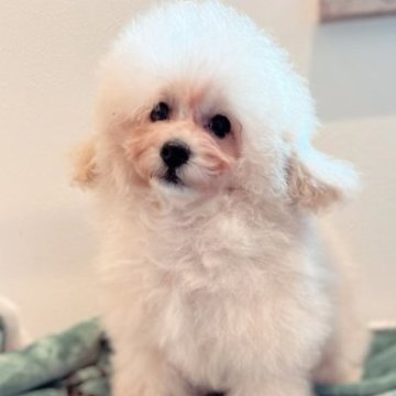 トイプードル(ティーカップ)【宮崎県・男の子・2022年12月12日・クリーム】の写真「もっこもこのドワーフちゃん💕」