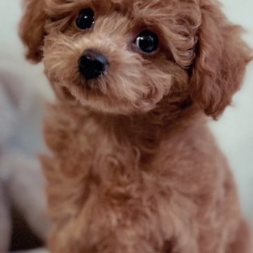 トイプードル(タイニー)【宮崎県・男の子・2023年8月2日・アプリコット】の写真「おめめクリックリ💕」